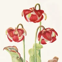 Newfoundland Wildflowers